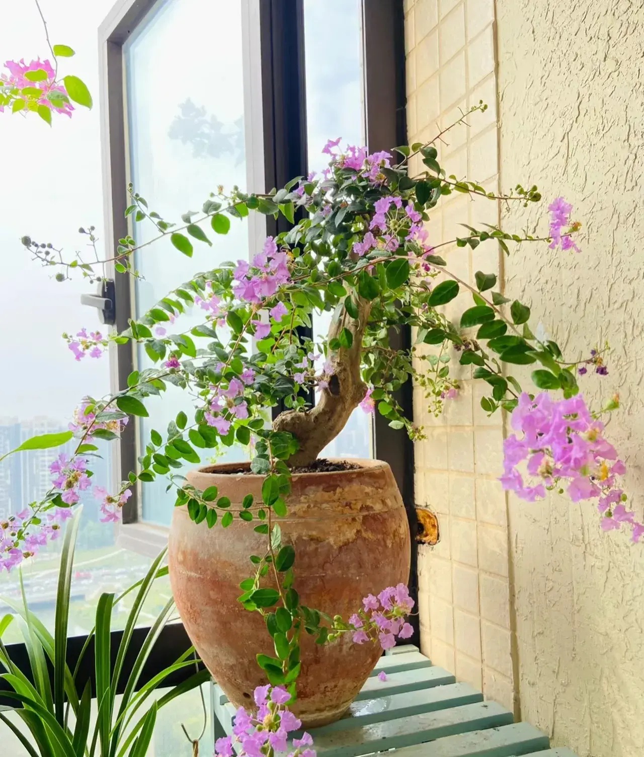Người xưa nói: "5 cây cảnh trong nhà, sự nghiệp thăng tiến, tài lộc gia tăng"- Ảnh 5.