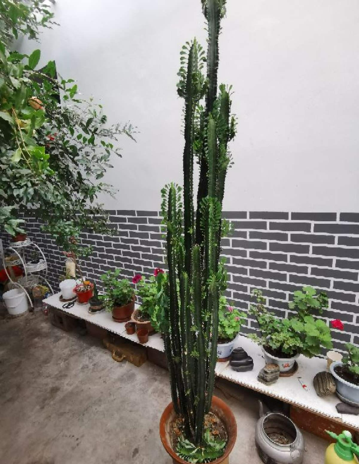 Người xưa nói: "5 cây cảnh trong nhà, sự nghiệp thăng tiến, tài lộc gia tăng"- Ảnh 7.