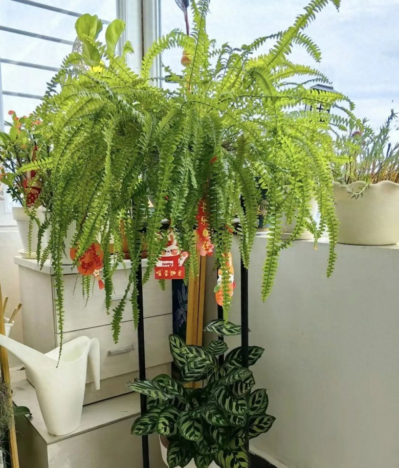 3 cây cảnh phú quý không thể phơi nắng, càng trong tối gia đình càng phát lộc, của cải dồi dào - Ảnh 3. 3 cây cảnh phú quý không thể phơi nắng, càng trong tối gia đình càng phát lộc, của cải dồi dào - Ảnh 3.