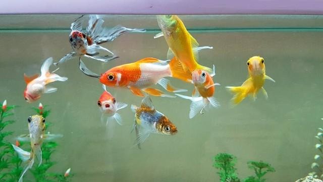 Người già nói: "5 con vật đến nhà, gia đình may mắn, cát tường", năm mới nhà bạn có điềm lành nào? - Ảnh 5. Người già nói: "5 con vật đến nhà, gia đình may mắn, cát tường", năm mới nhà bạn có điềm lành nào? - Ảnh 5.