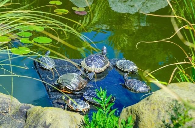 Người già nói: "5 con vật đến nhà, gia đình may mắn, cát tường", năm mới nhà bạn có điềm lành nào? - Ảnh 4. Người già nói: "5 con vật đến nhà, gia đình may mắn, cát tường", năm mới nhà bạn có điềm lành nào? - Ảnh 4.