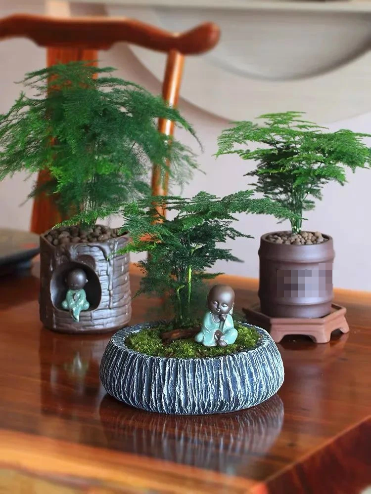 Mùa đông, trồng ngay 6 cây cảnh "bảo vệ sức khỏe" trong nhà, vi khuẩn tránh xa, không lo mắc mắc bệnh,  - Ảnh 3.