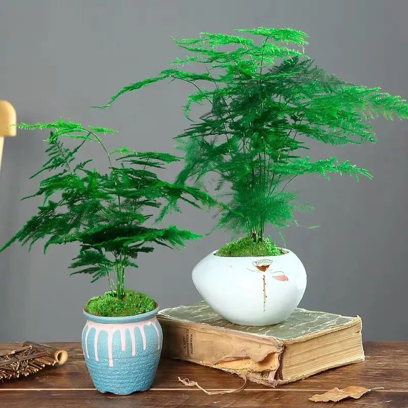Mùa đông, trồng ngay 6 cây cảnh "bảo vệ sức khỏe" trong nhà, vi khuẩn tránh xa, không lo mắc mắc bệnh,  - Ảnh 4.