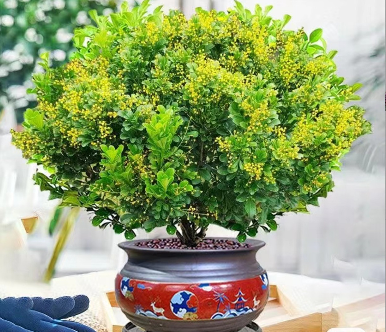 Mùa đông, trồng ngay 6 cây cảnh "bảo vệ sức khỏe" trong nhà, vi khuẩn tránh xa, không lo mắc mắc bệnh,  - Ảnh 7.