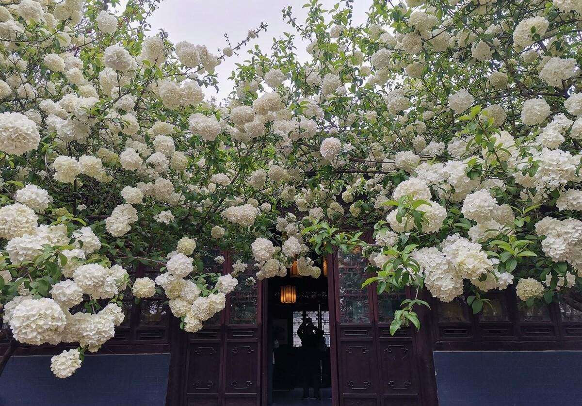 Người xưa nói: "Nhìn cây cảnh trước sân là biết giàu nghèo", 7 cây cát tường phú gia thích trồng - Ảnh 16.