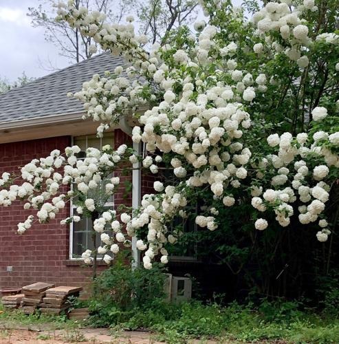 Người xưa nói: "Nhìn cây cảnh trước sân là biết giàu nghèo", 7 cây cát tường phú gia thích trồng - Ảnh 15.