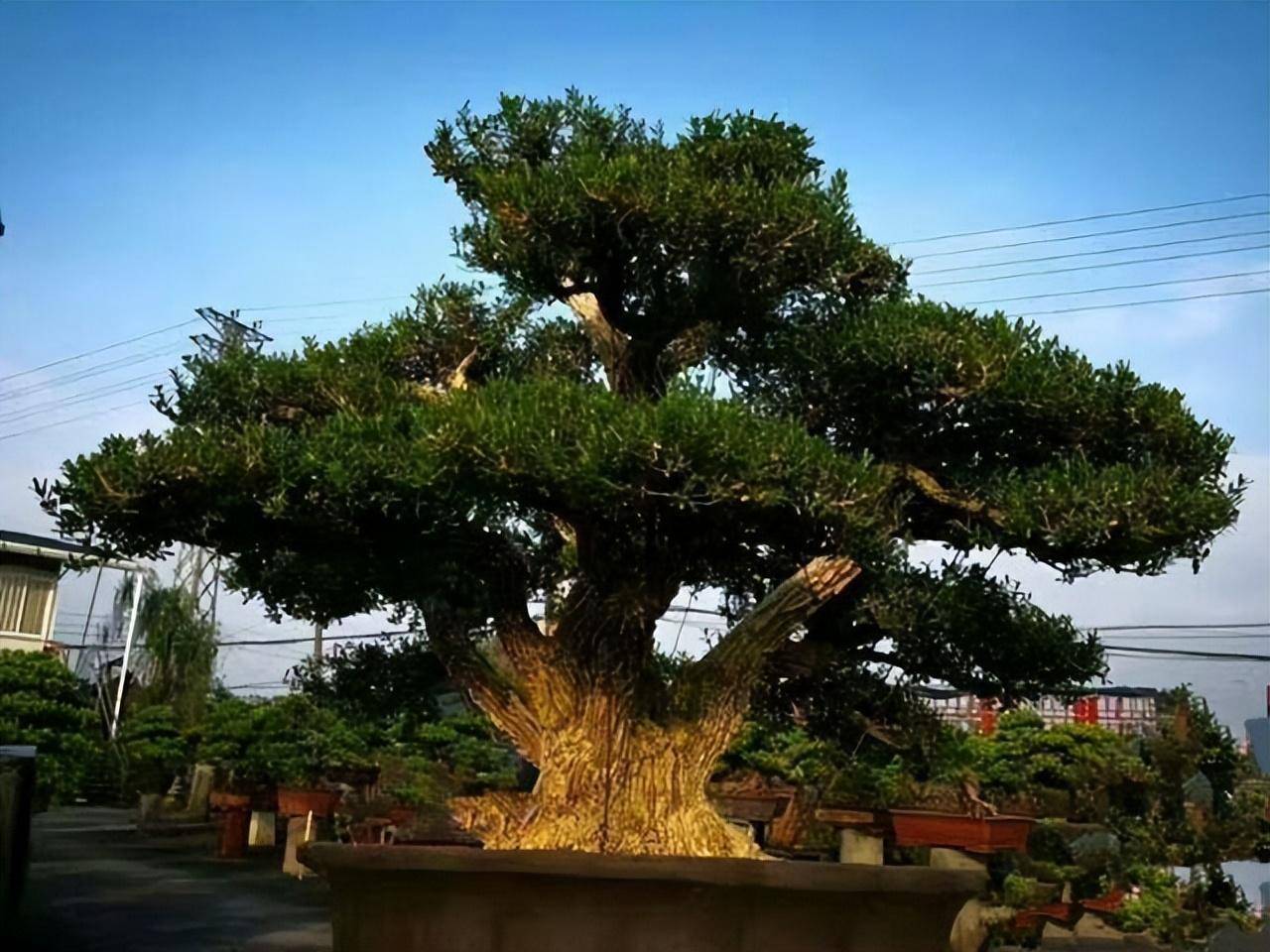 Người xưa nói: "Nhìn cây cảnh trước sân là biết giàu nghèo", 7 cây cát tường phú gia thích trồng - Ảnh 19.