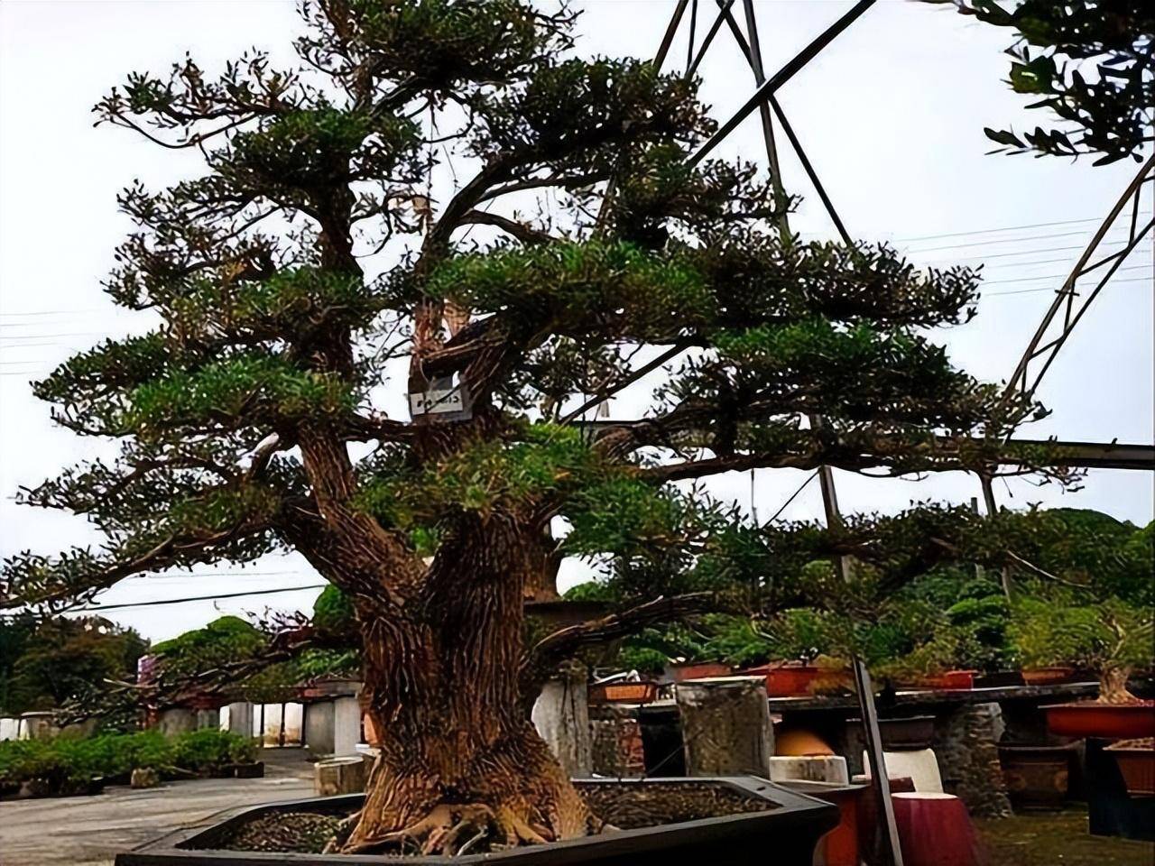 Người xưa nói: "Nhìn cây cảnh trước sân là biết giàu nghèo", 7 cây cát tường phú gia thích trồng - Ảnh 17.