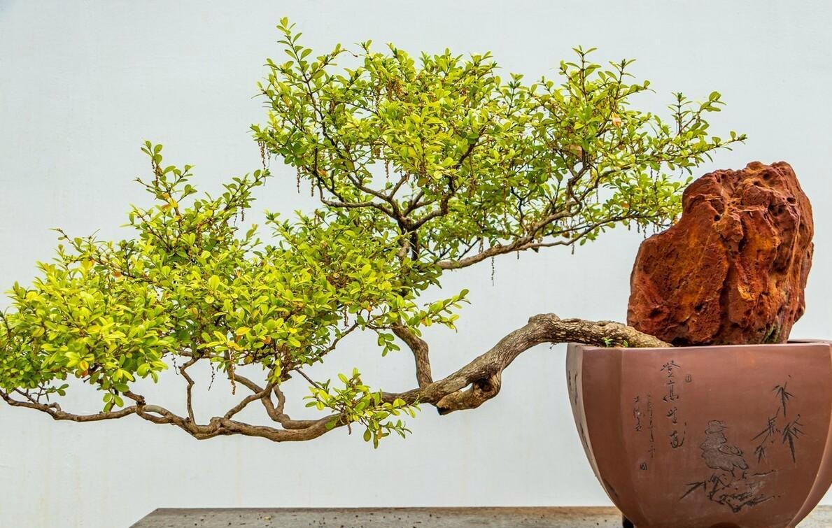 Người xưa nói: "Nhìn cây cảnh trước sân là biết giàu nghèo", 7 cây cát tường phú gia thích trồng - Ảnh 18.