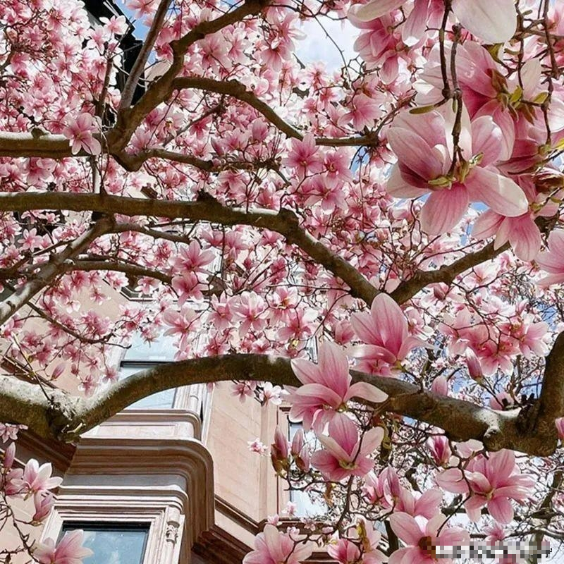 Người xưa nói: "Nhìn cây cảnh trước sân là biết giàu nghèo", 7 cây cát tường phú gia thích trồng - Ảnh 10.