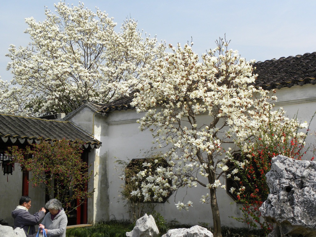 Người xưa nói: "Nhìn cây cảnh trước sân là biết giàu nghèo", 7 cây cát tường phú gia thích trồng - Ảnh 9.