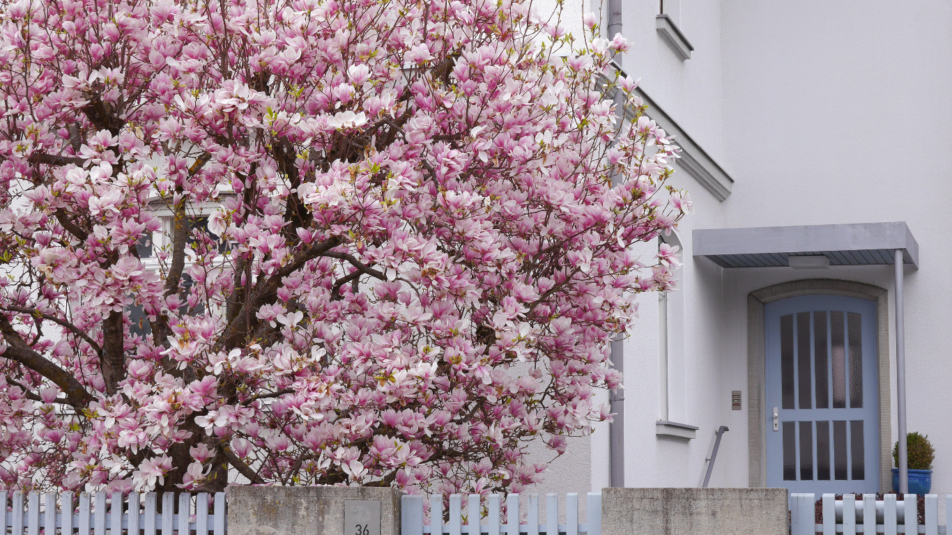 Người xưa nói: "Nhìn cây cảnh trước sân là biết giàu nghèo", 7 cây cát tường phú gia thích trồng - Ảnh 8.