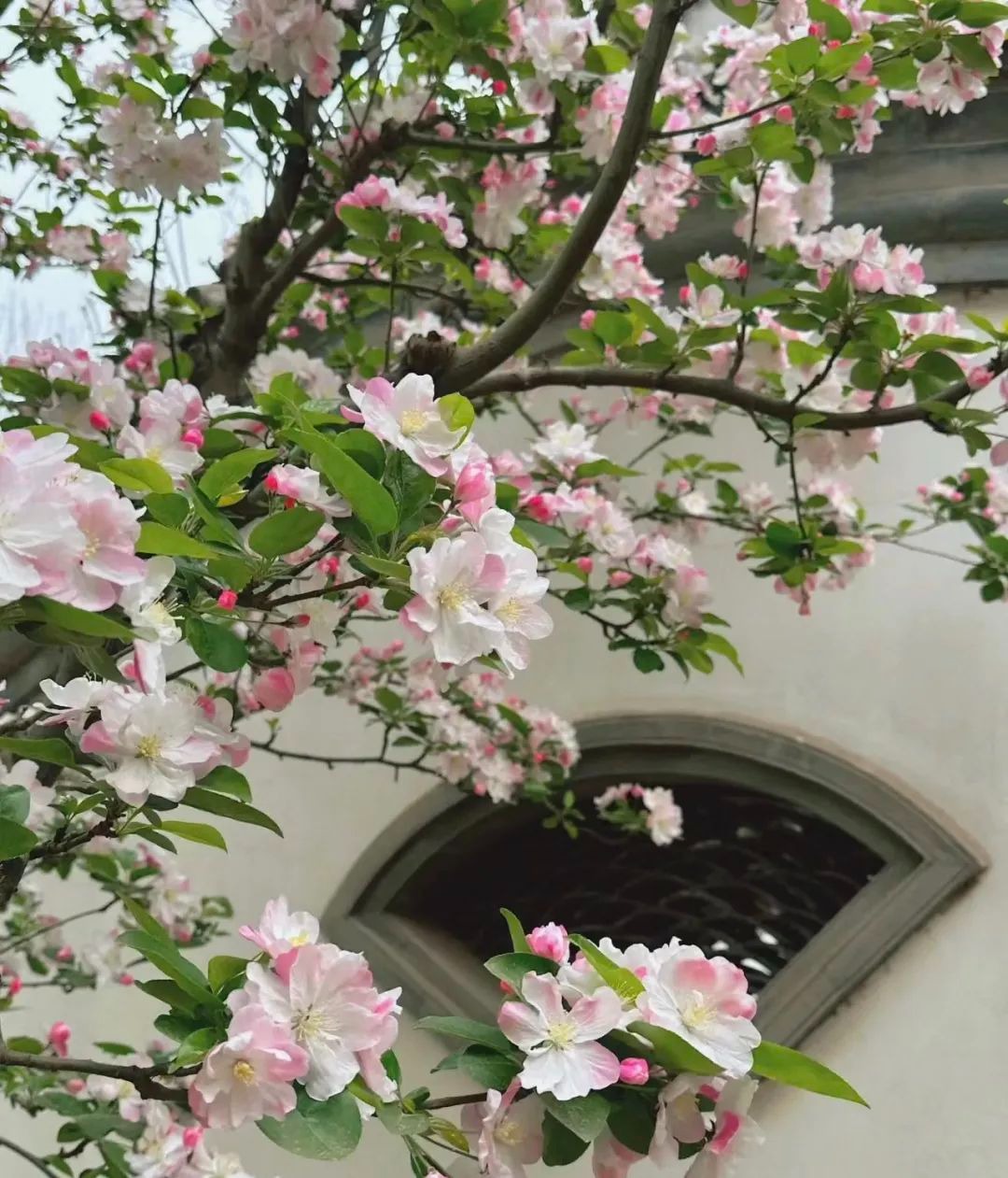 Người xưa nói: "Nhìn cây cảnh trước sân là biết giàu nghèo", 7 cây cát tường phú gia thích trồng - Ảnh 4.