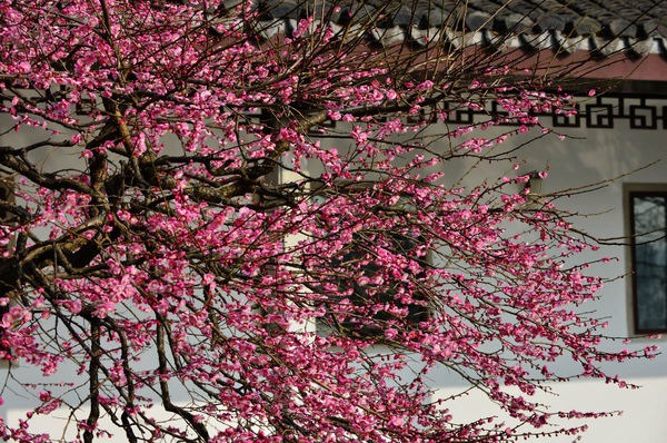 Người xưa nói: "Nhìn cây cảnh trước sân là biết giàu nghèo", 7 cây cát tường phú gia thích trồng - Ảnh 2.