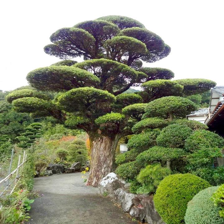 Người xưa nói: "Nhìn cây cảnh trước sân là biết giàu nghèo", 7 cây cát tường phú gia thích trồng - Ảnh 5.