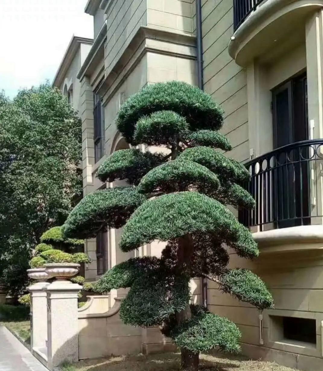 Người xưa nói: "Nhìn cây cảnh trước sân là biết giàu nghèo", 7 cây cát tường phú gia thích trồng - Ảnh 6.