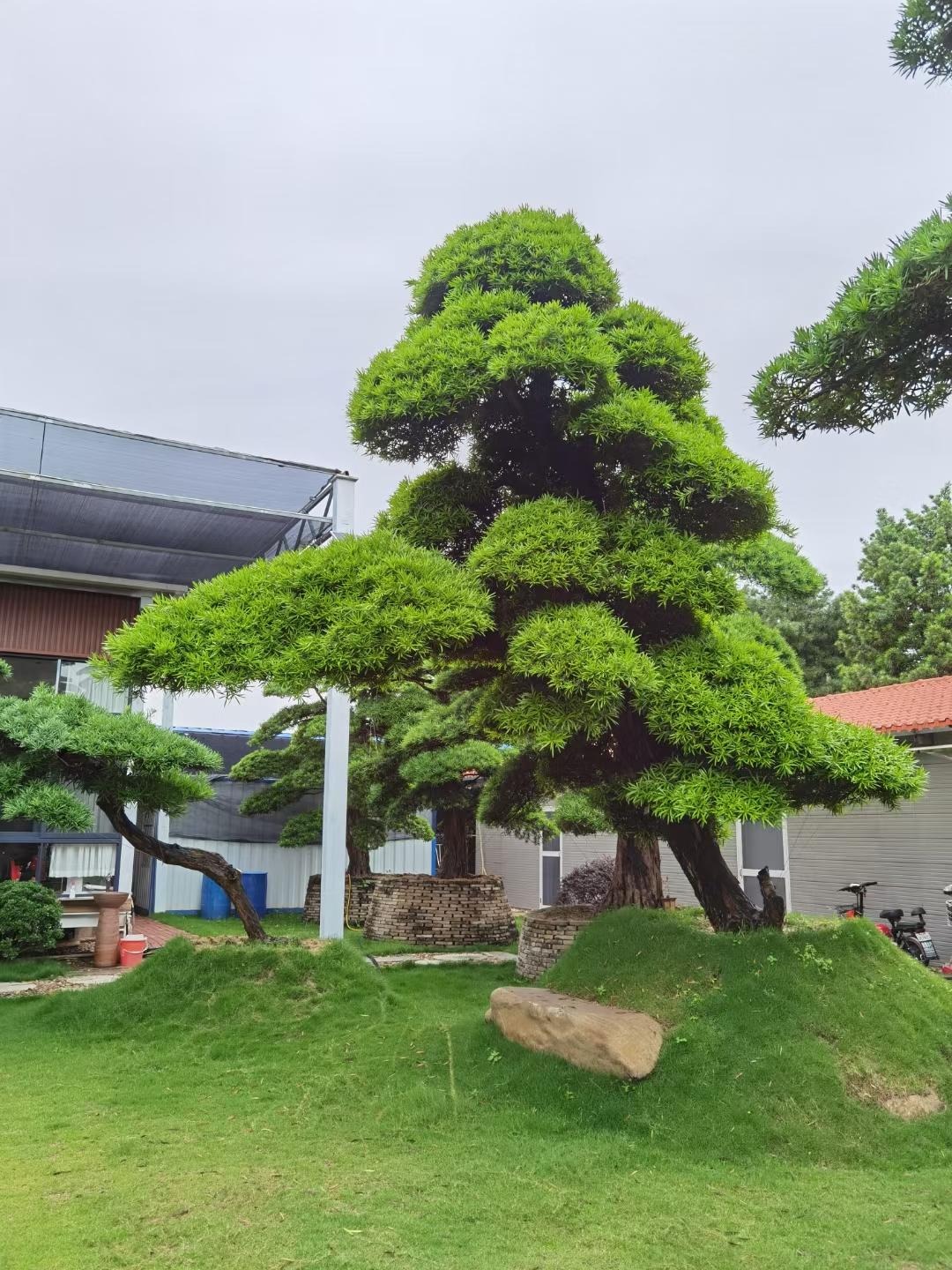 Người xưa nói: "Nhìn cây cảnh trước sân là biết giàu nghèo", 7 cây cát tường phú gia thích trồng - Ảnh 7.