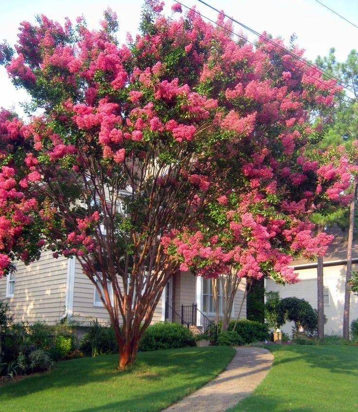 Người xưa nói: "Nhìn cây cảnh trước sân là biết giàu nghèo", 7 cây cát tường phú gia thích trồng - Ảnh 11.