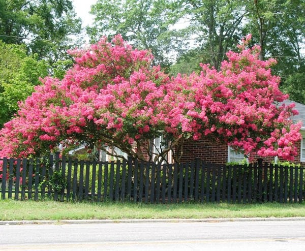 Người xưa nói: "Nhìn cây cảnh trước sân là biết giàu nghèo", 7 cây cát tường phú gia thích trồng - Ảnh 12.