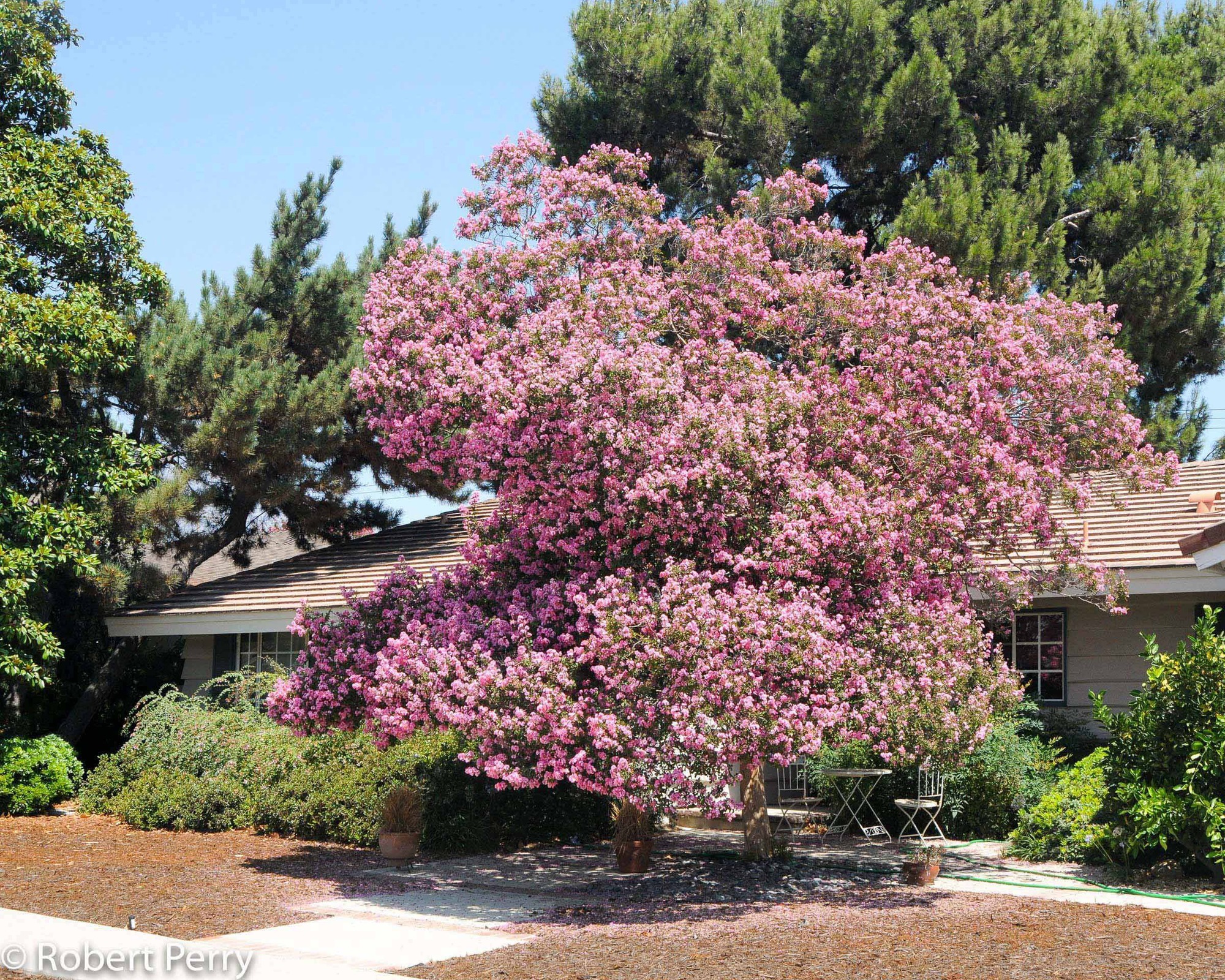 Người xưa nói: "Nhìn cây cảnh trước sân là biết giàu nghèo", 7 cây cát tường phú gia thích trồng - Ảnh 13.