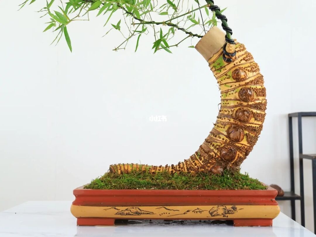 Gốc cây nhặt ngoài đường, mang về "nâng đời" thành cây cảnh nghệ thuật, vạn người mê - Ảnh 4.