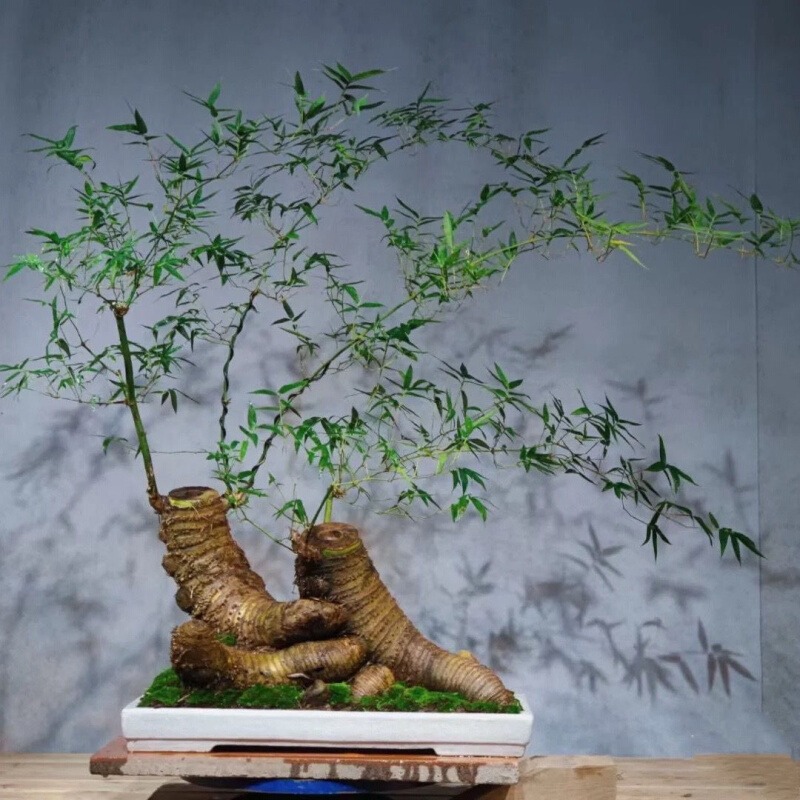 Gốc cây nhặt ngoài đường, mang về "nâng đời" thành cây cảnh nghệ thuật, vạn người mê - Ảnh 2.