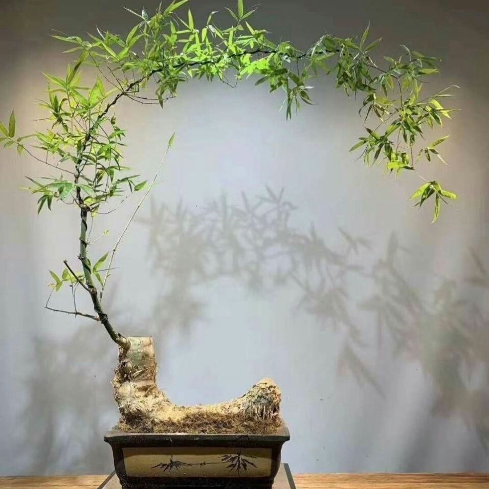 Gốc cây nhặt ngoài đường, mang về "nâng đời" thành cây cảnh nghệ thuật, vạn người mê - Ảnh 3.