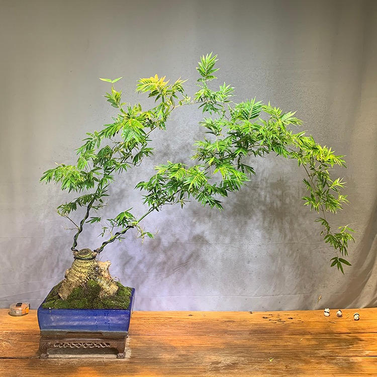 Gốc cây nhặt ngoài đường, mang về "nâng đời" thành cây cảnh nghệ thuật, vạn người mê - Ảnh 8.