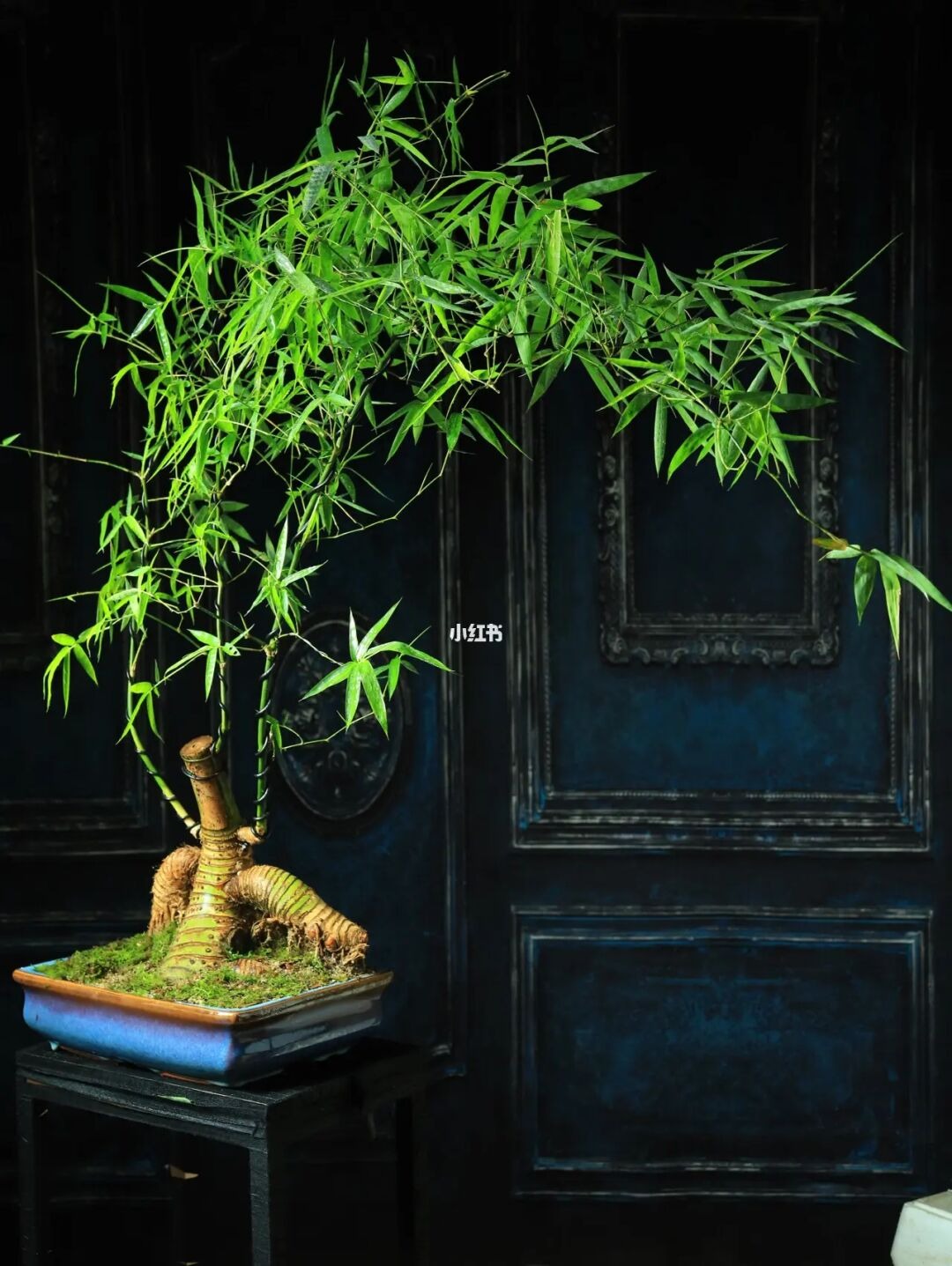 Gốc cây nhặt ngoài đường, mang về "nâng đời" thành cây cảnh nghệ thuật, vạn người mê - Ảnh 11.