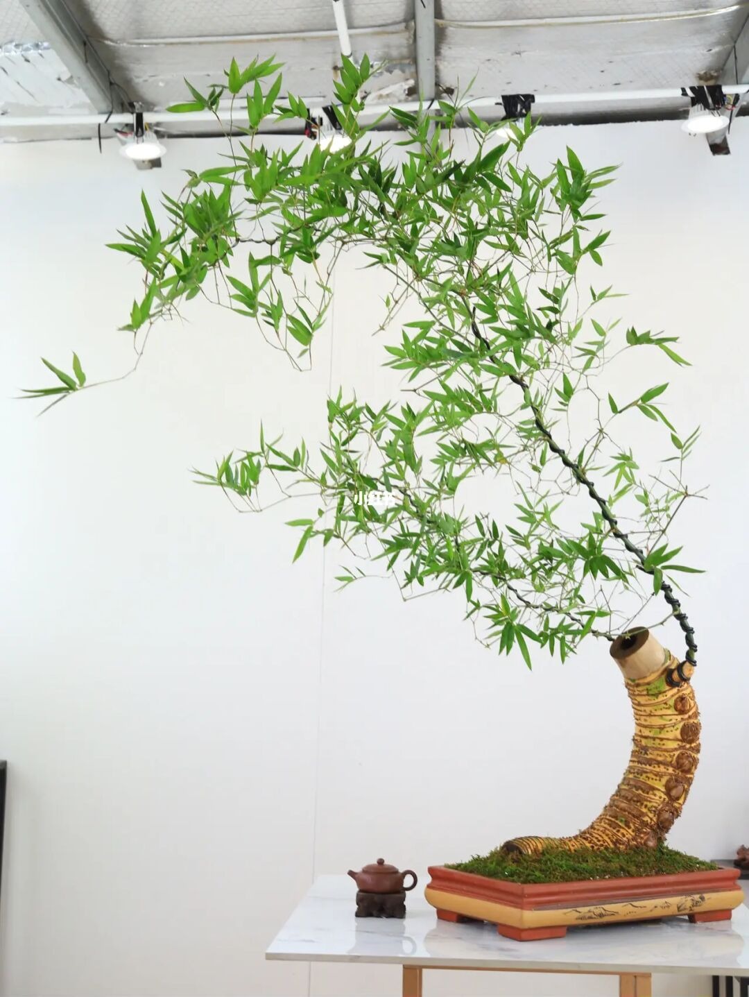 Gốc cây nhặt ngoài đường, mang về "nâng đời" thành cây cảnh nghệ thuật, vạn người mê - Ảnh 9.