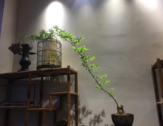 Gốc cây nhặt ngoài đường, mang về "nâng đời" thành cây cảnh nghệ thuật, vạn người mê - Ảnh 6.