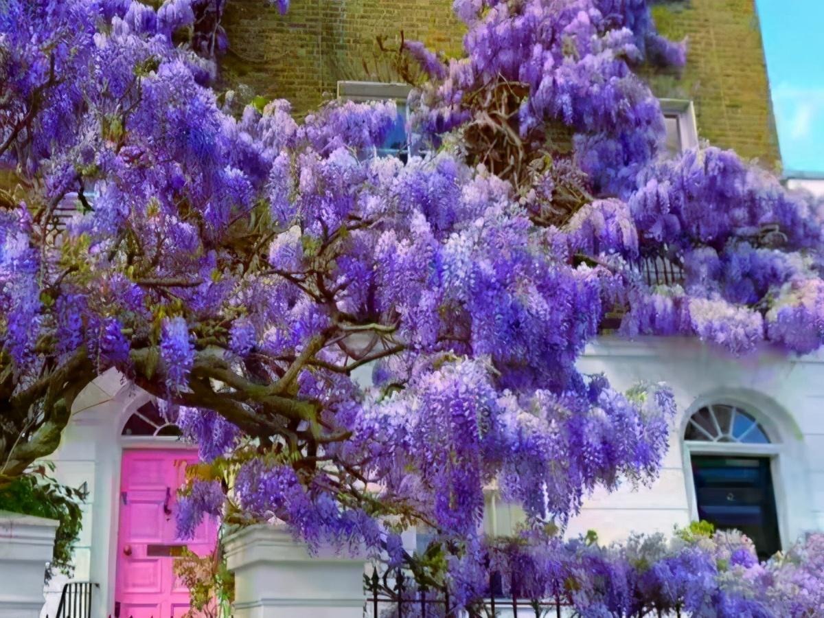 Trồng cây cảnh "thác nước tím" trong sân, đặt ghế ngồi xuống bạn sẽ không muốn xa rời - Ảnh 9.