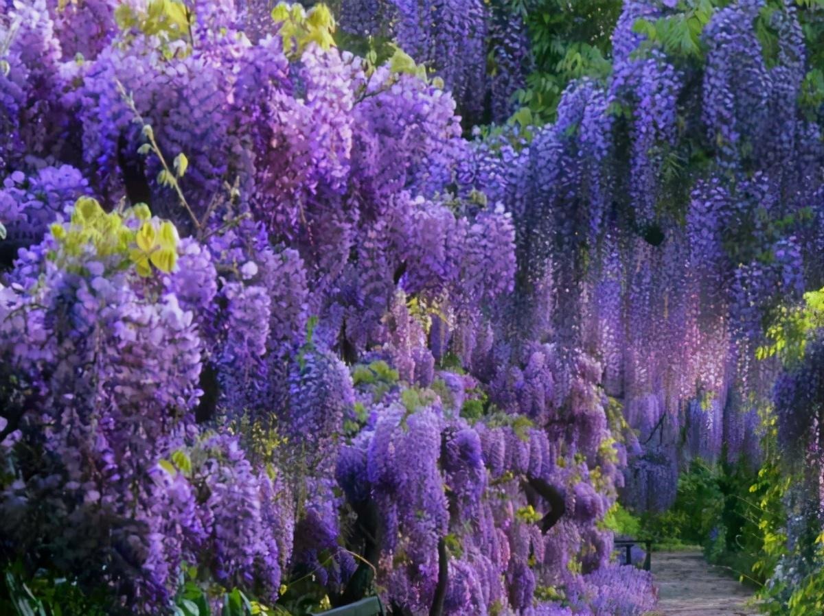 Trồng cây cảnh "thác nước tím" trong sân, đặt ghế ngồi xuống bạn sẽ không muốn xa rời - Ảnh 4.