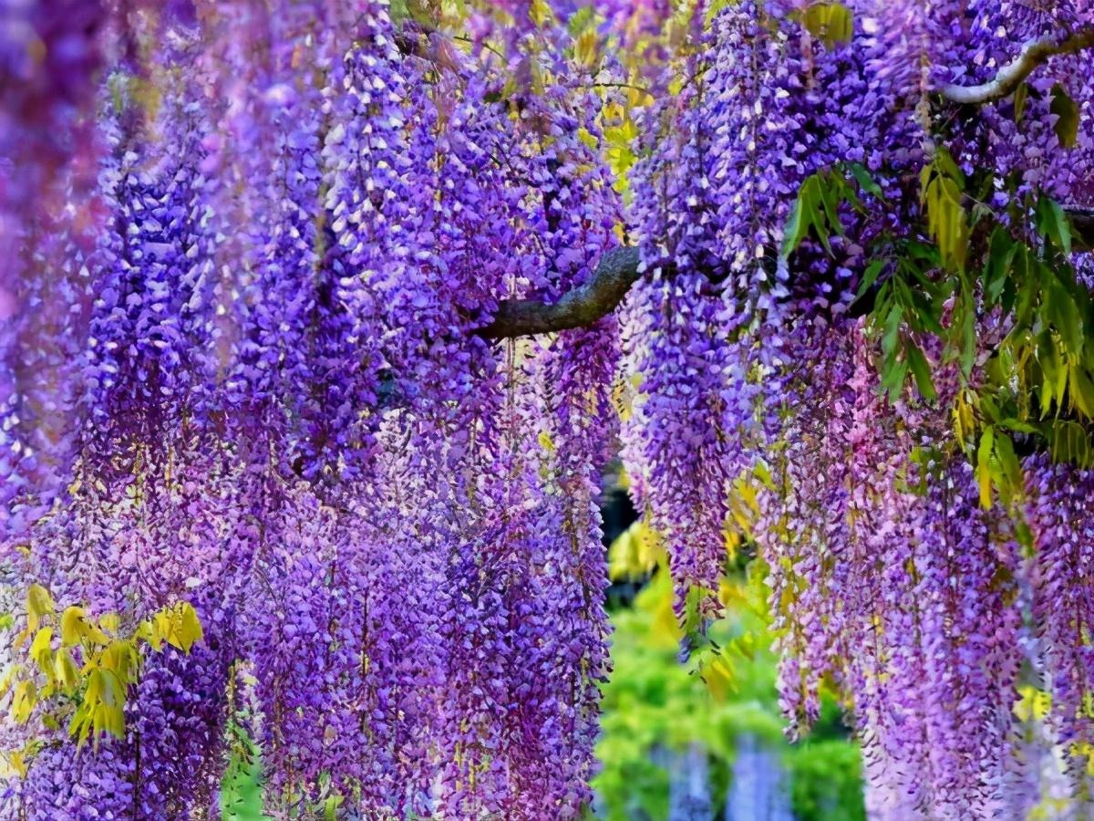 Trồng cây cảnh "thác nước tím" trong sân, đặt ghế ngồi xuống bạn sẽ không muốn xa rời - Ảnh 5.