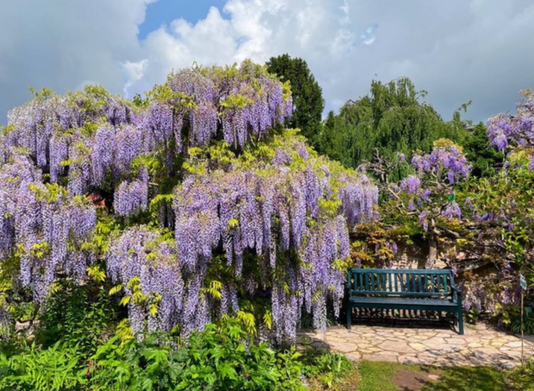 Trồng cây cảnh "thác nước tím" trong sân, đặt ghế ngồi xuống bạn sẽ không muốn xa rời - Ảnh 11.