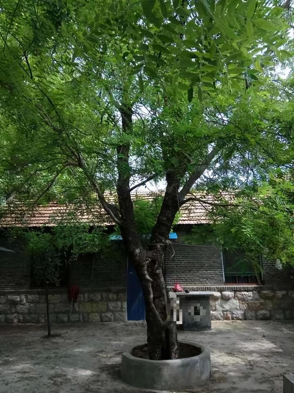 Người xưa dặn: "Cây âm không vào cửa, cây dương không ở mồ", tại sao vậy?  - Ảnh 4.