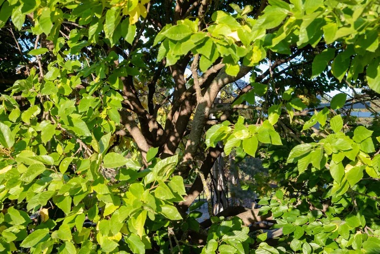 Người xưa dặn: "Cây âm không vào cửa, cây dương không ở mồ", tại sao vậy?  - Ảnh 3.