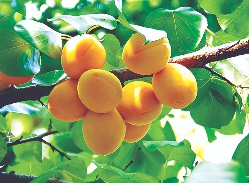 Người xưa dặn: "Cây âm không vào cửa, cây dương không ở mồ", tại sao vậy?  - Ảnh 7.