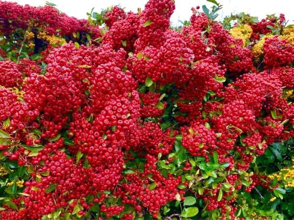 Người xưa dặn: "Cây âm không vào cửa, cây dương không ở mồ", tại sao vậy?  - Ảnh 8.