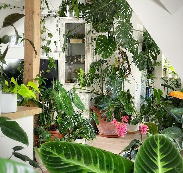 Người xưa nói: "Ngũ hoa đua nở, phúc lộc đến nhà", cây cảnh này nở hoa là dấu hiệu phong thủy tốt - Ảnh 1.