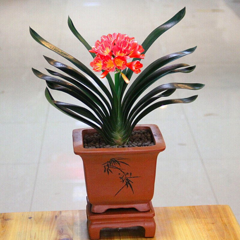 Người xưa nói: "Ngũ hoa đua nở, phúc lộc đến nhà", cây cảnh này nở hoa là dấu hiệu phong thủy tốt - Ảnh 10.