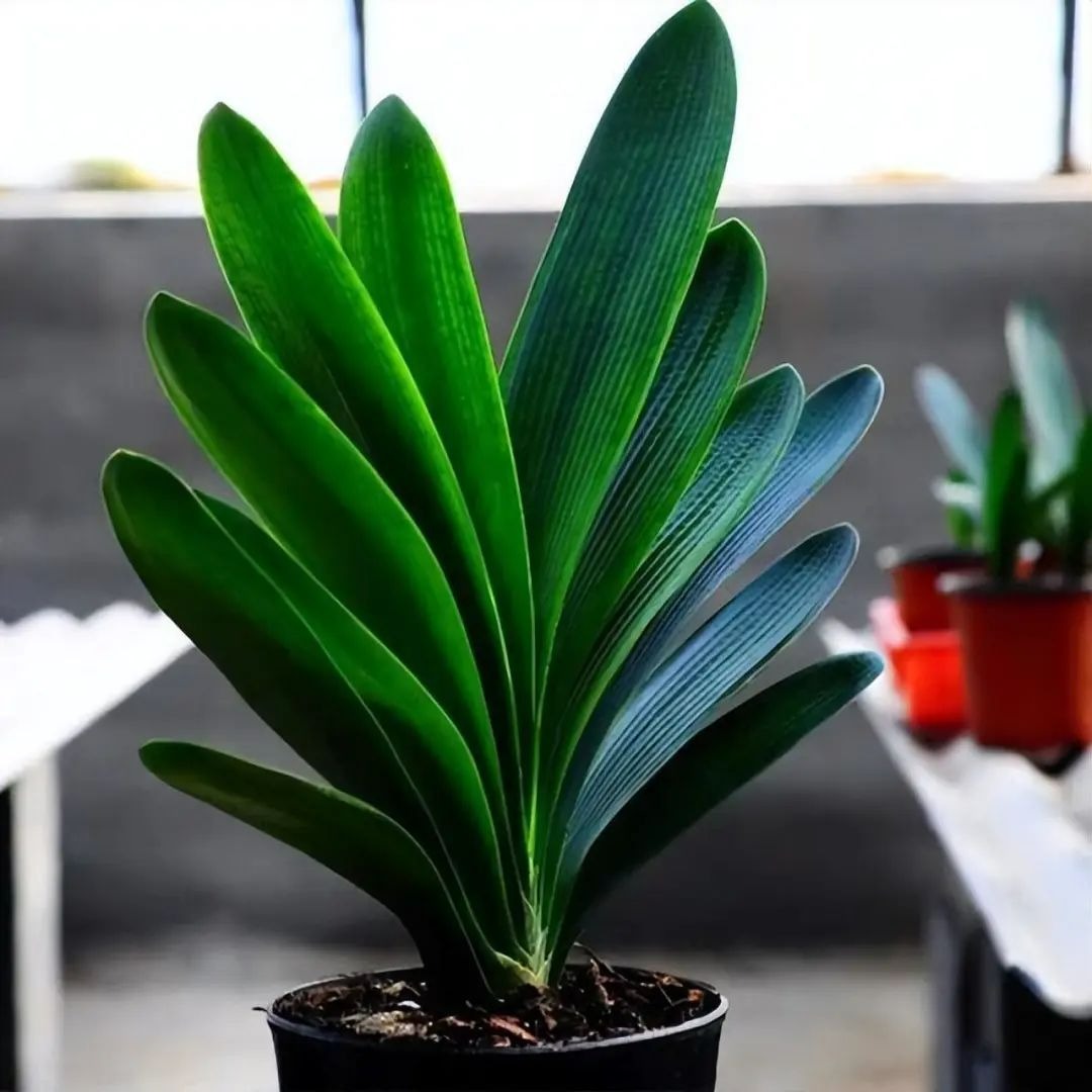 Người xưa nói: "Ngũ hoa đua nở, phúc lộc đến nhà", cây cảnh này nở hoa là dấu hiệu phong thủy tốt - Ảnh 9.