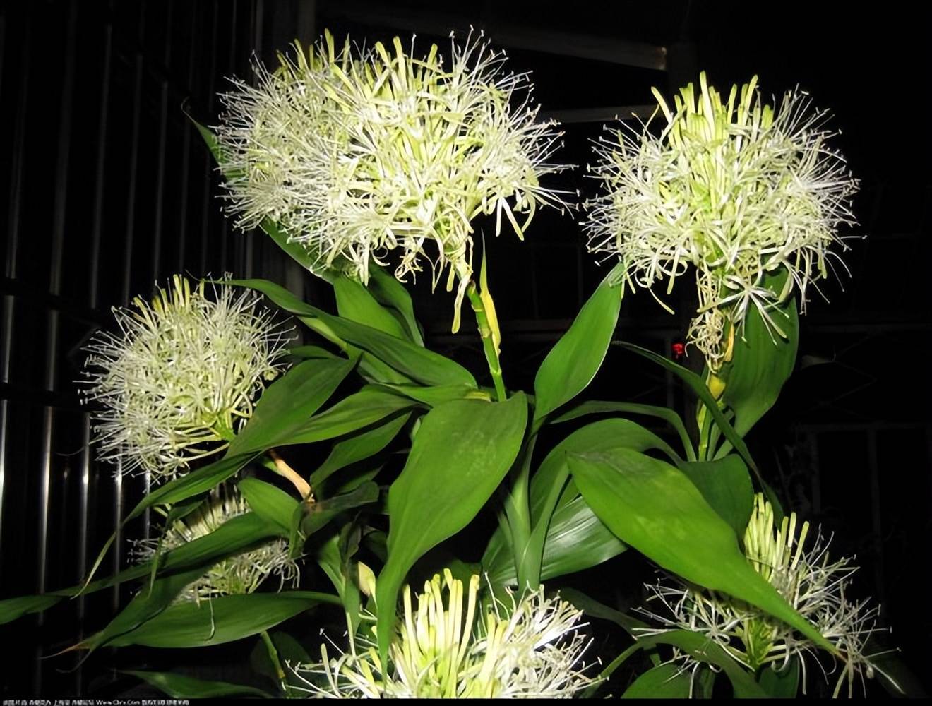 Người xưa nói: "Ngũ hoa đua nở, phúc lộc đến nhà", cây cảnh này nở hoa là dấu hiệu phong thủy tốt - Ảnh 3.