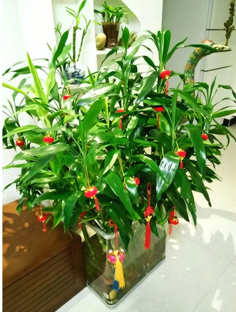 Người xưa nói: "Ngũ hoa đua nở, phúc lộc đến nhà", cây cảnh này nở hoa là dấu hiệu phong thủy tốt - Ảnh 2.