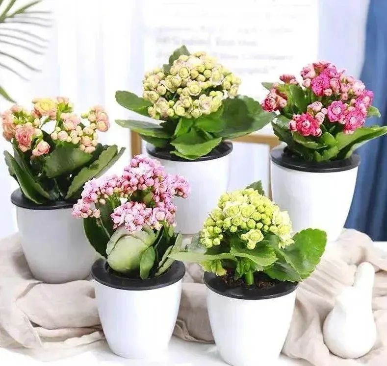 Làm 3 điều này, cây cảnh sống đời bùng nở "vỡ chậu", lâu tàn, rực rỡ, sáng chói - Ảnh 4.