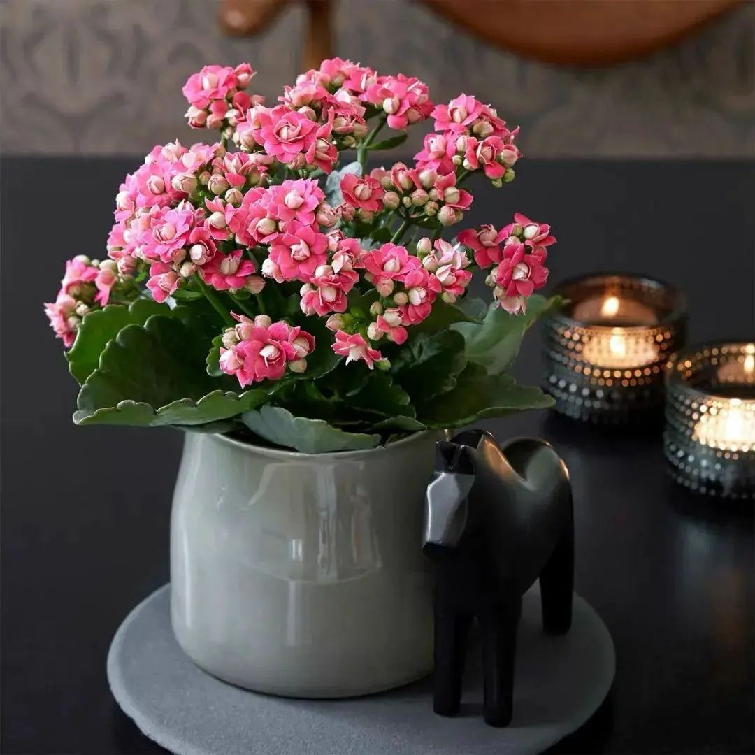 Làm 3 điều này, cây cảnh sống đời bùng nở "vỡ chậu", lâu tàn, rực rỡ, sáng chói - Ảnh 3.