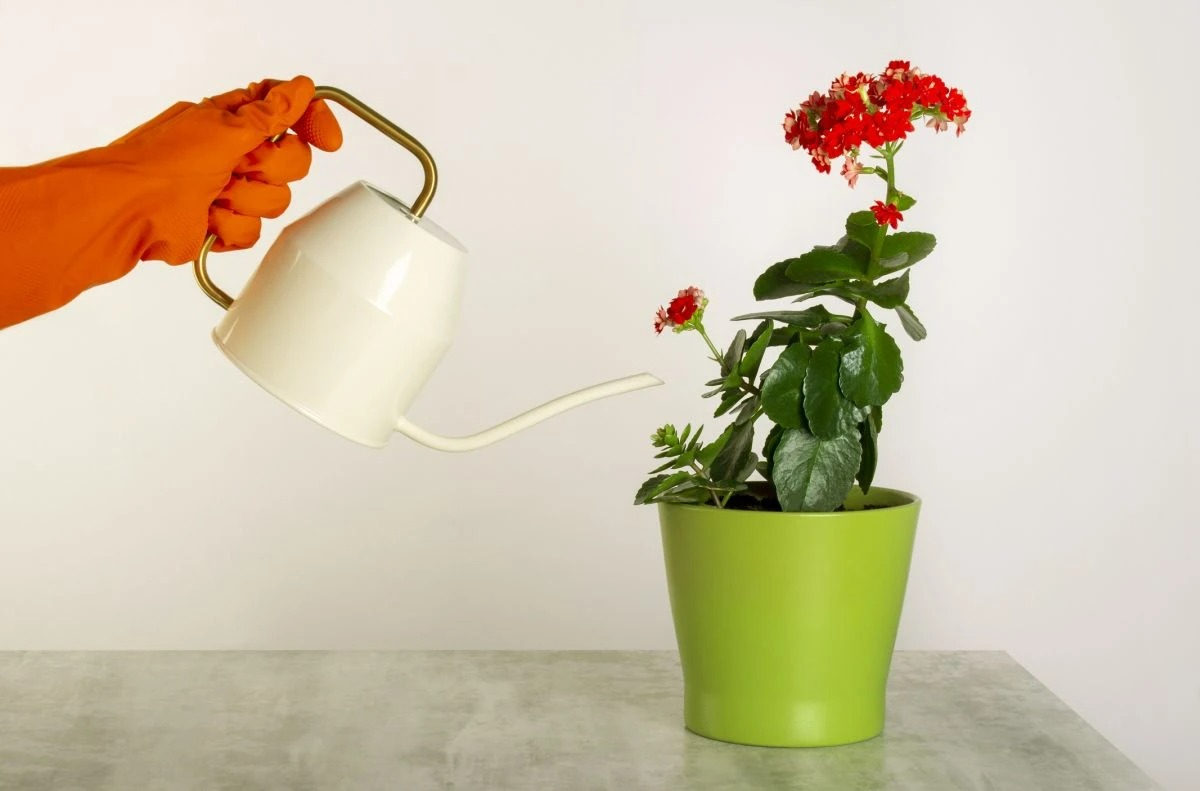 Làm 3 điều này, cây cảnh sống đời bùng nở "vỡ chậu", lâu tàn, rực rỡ, sáng chói - Ảnh 6.