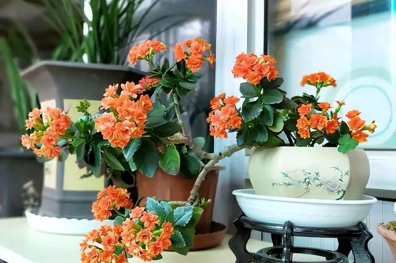 Làm 3 điều này, cây cảnh sống đời bùng nở "vỡ chậu", lâu tàn, rực rỡ, sáng chói - Ảnh 7.