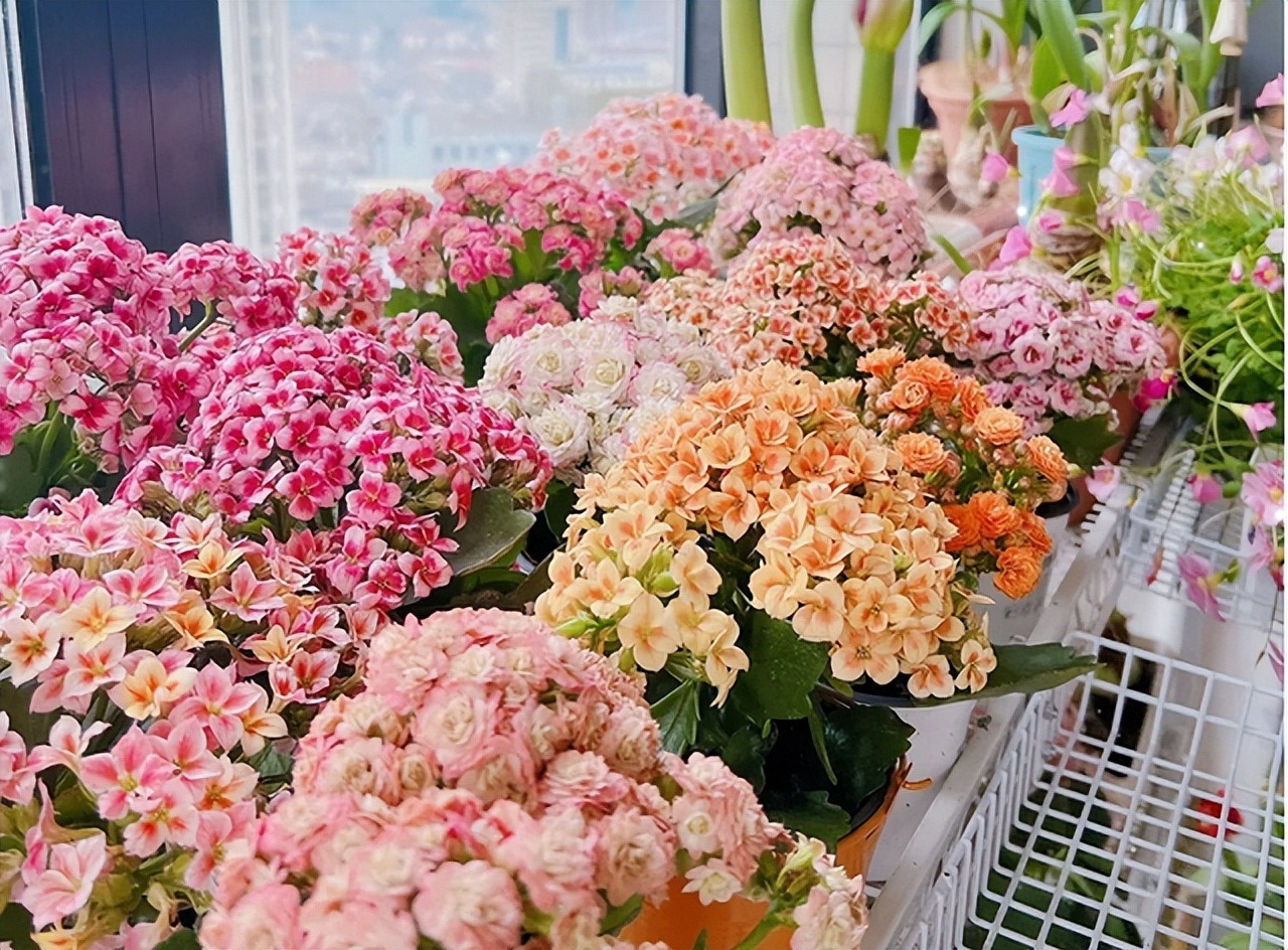 Làm 3 điều này, cây cảnh sống đời bùng nở "vỡ chậu", lâu tàn, rực rỡ, sáng chói - Ảnh 8.