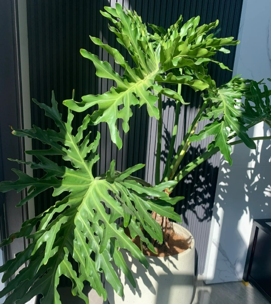 Sau khai xuân, trồng cây cảnh "khủng" trong nhà giúp mang lại hồng phúc, tiền tài thịnh vượng - Ảnh 2.